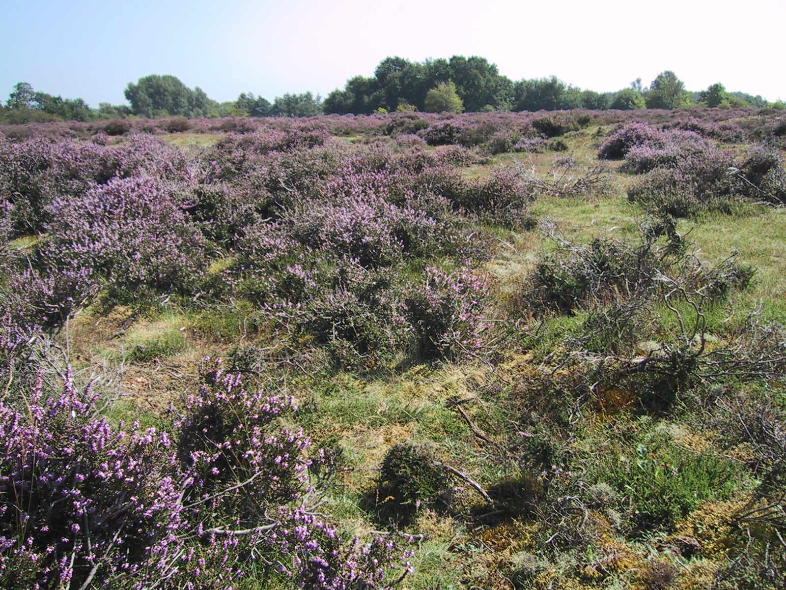 Cavenham Heath, Suffolk (Andy Wilson)