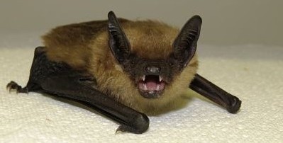 Serotine