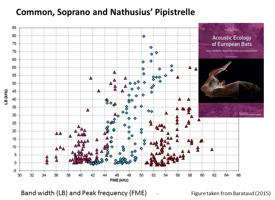 Pipistrelle_id