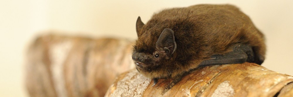 Norfolk Bat Survey