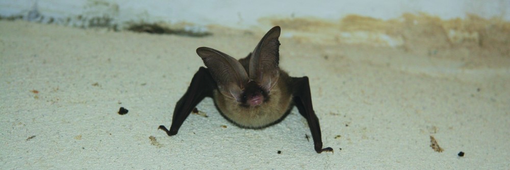 Norfolk Bat Survey