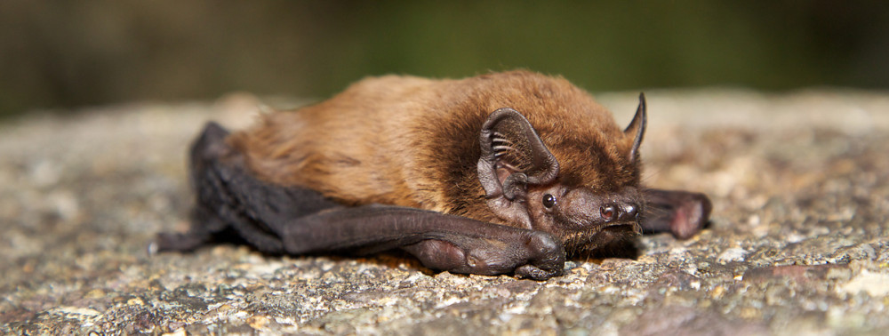 Norfolk Bat Survey