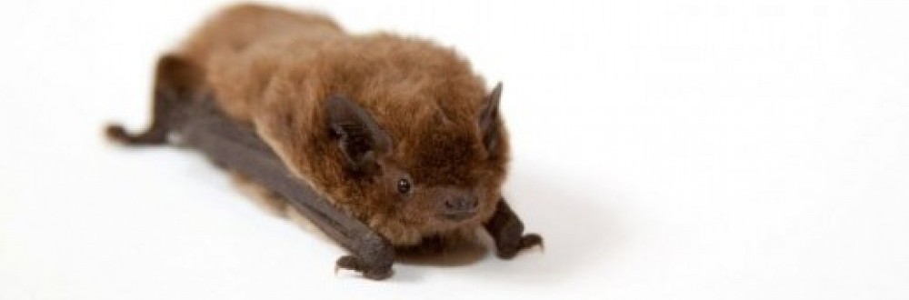 Norfolk Bat Survey